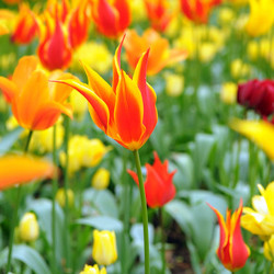 Tulip, Single Early Tulip, Single Late Tulip, Double Early Tulip, Double Late Tulip, Lily Tulip, Fringed Tulip, Greigii Tulip, Parrot Tulip, Spring Flowers